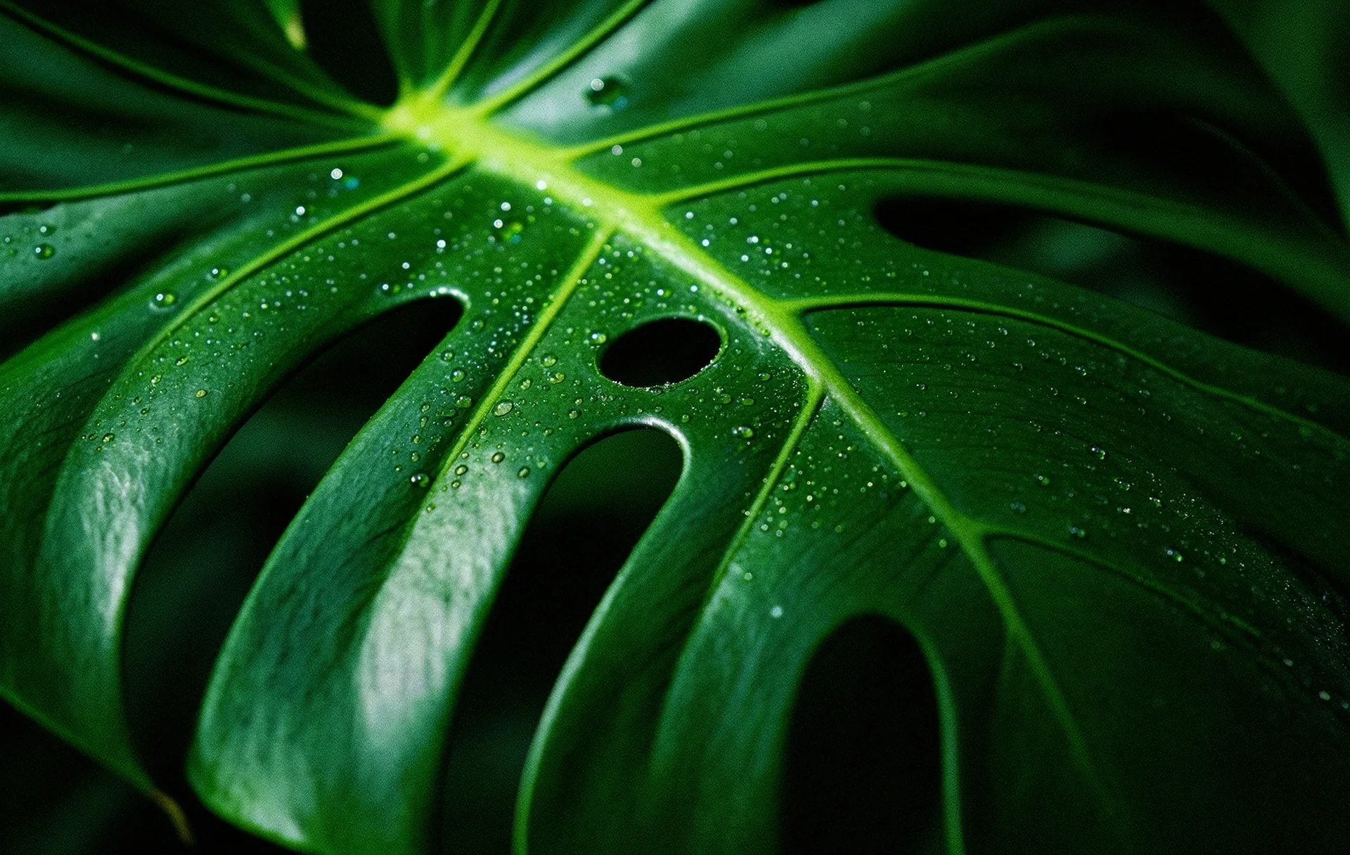 Nature Optimized
